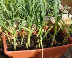 How to Grow Garlic in a Pot